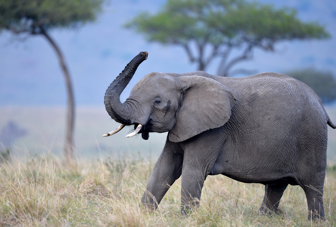 這是2021年8月30日在肯尼亞馬賽馬拉國家保護區拍攝的大象。