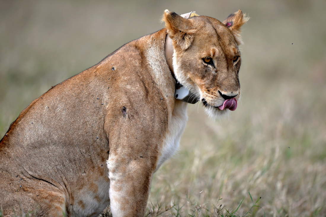 這是2021年8月30日在肯尼亞馬賽馬拉國家保護區拍攝的獅子。