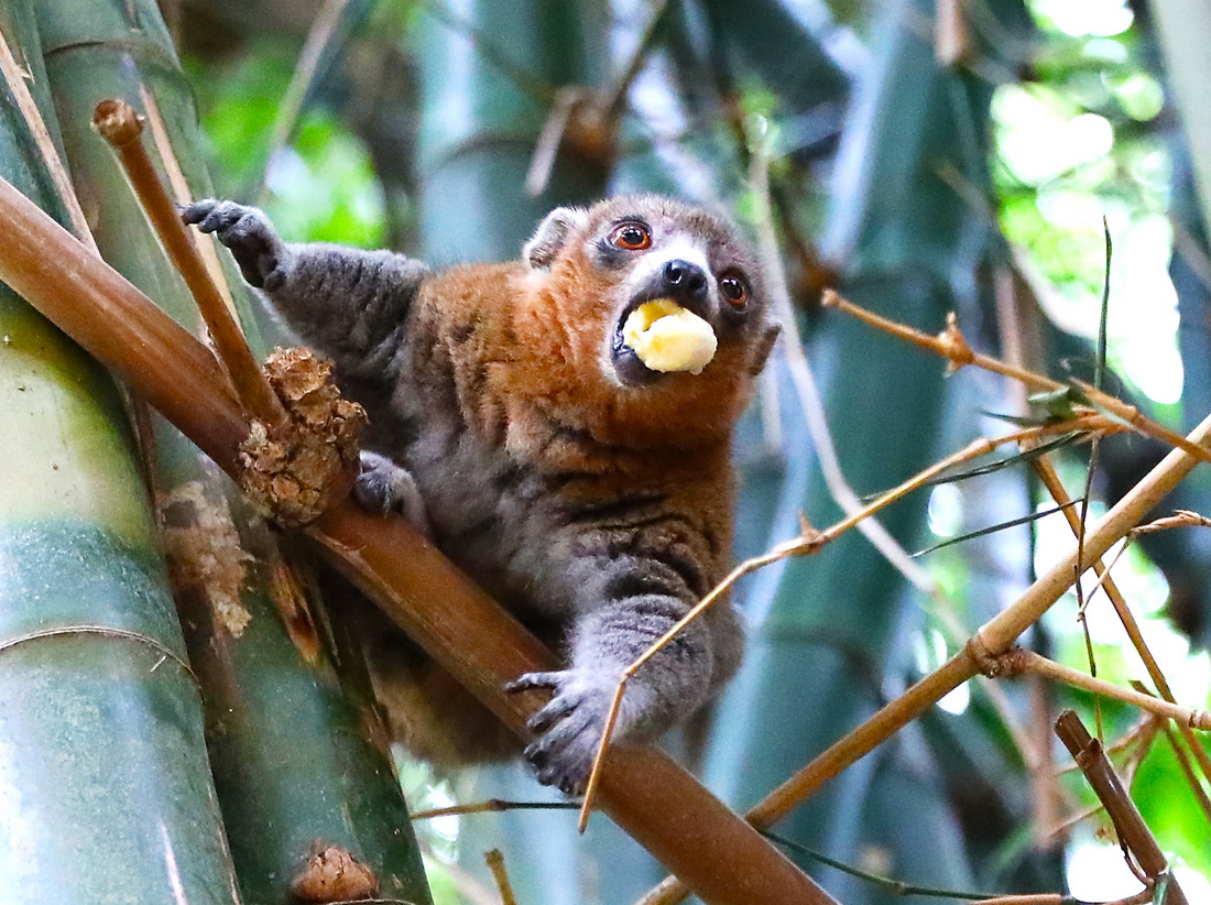這是2022年1月8日在科摩羅莫埃利島拍攝的狐猴。