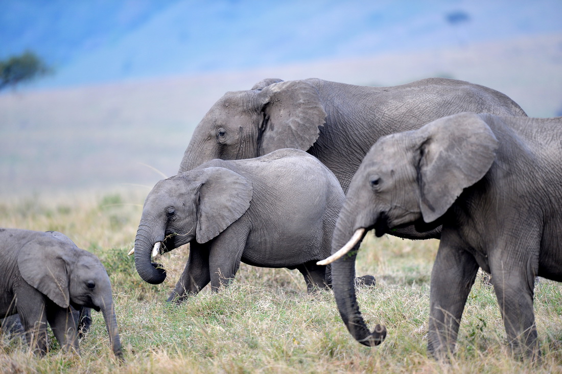 這是2021年8月30日在肯尼亞馬賽馬拉國家保護區拍攝的大象。