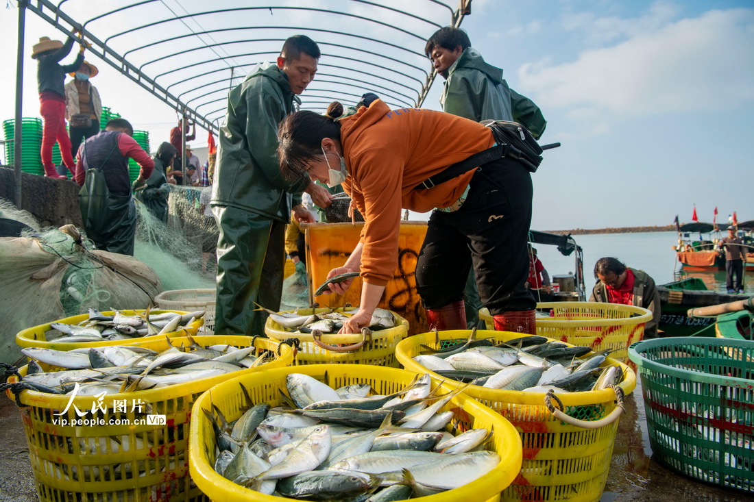 2022年3月3日，海南省万宁市乌场港的渔民在码头交易海鱼。
