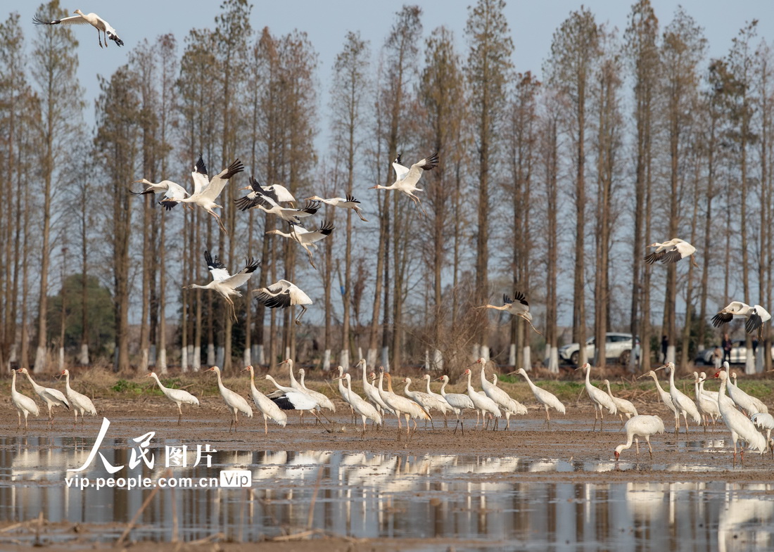 2022年3月5日拍摄的白鹤群。