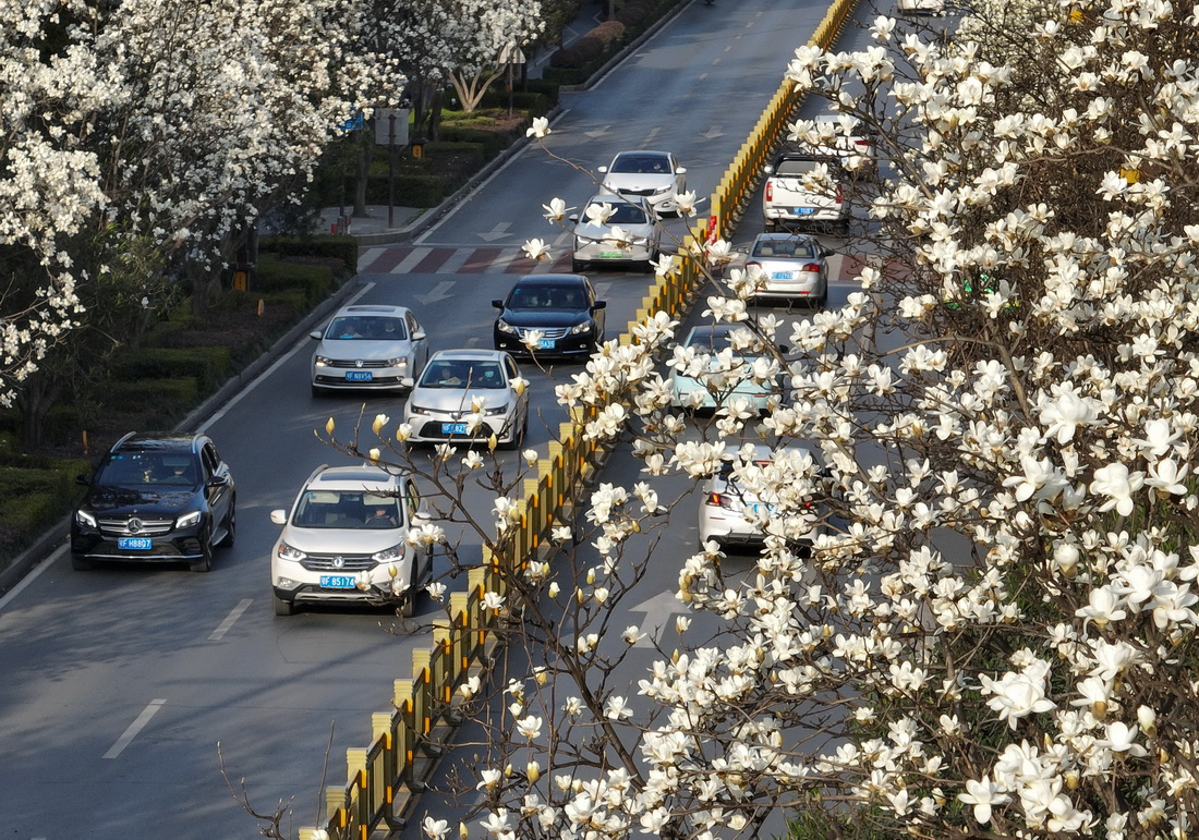 3月8日，湖北襄阳古城西街的白玉兰迎春绽放（无人机照片）。新华社发（杨东摄）