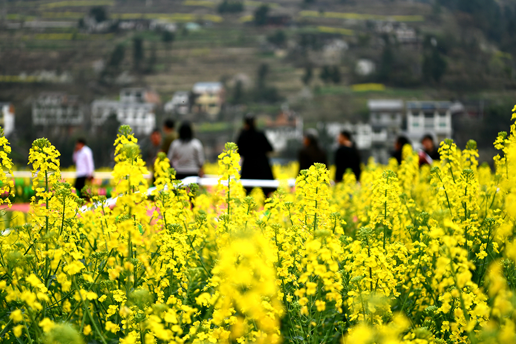 3月10日，人們在貴州省桐梓縣獅溪鎮大興村油菜花田游玩。新華社發（羅星漢攝）