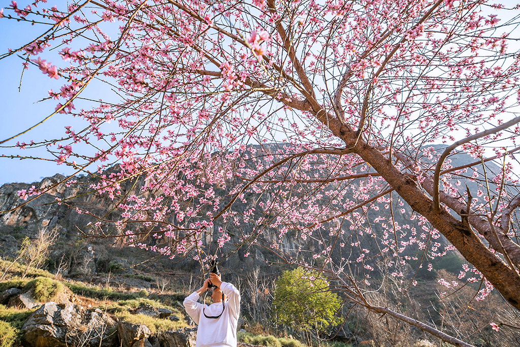 3月10日，攝影愛好者在貴州省威寧彝族回族苗族自治縣海拉鎮花果村拍攝桃花。新華社發（羅大富攝）