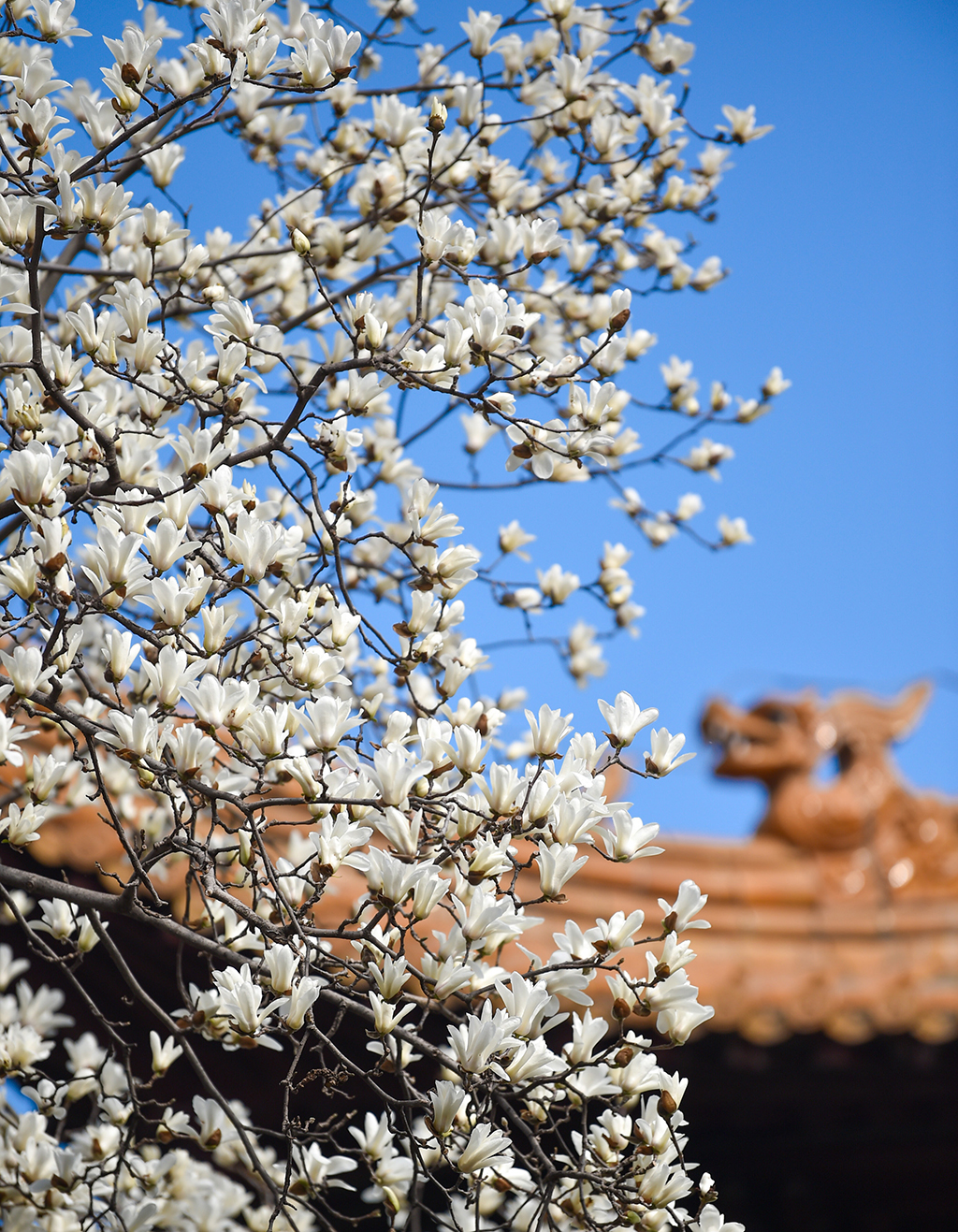 3月10日在江蘇南京朝天宮拍攝的玉蘭花。新華社發（方東旭攝）