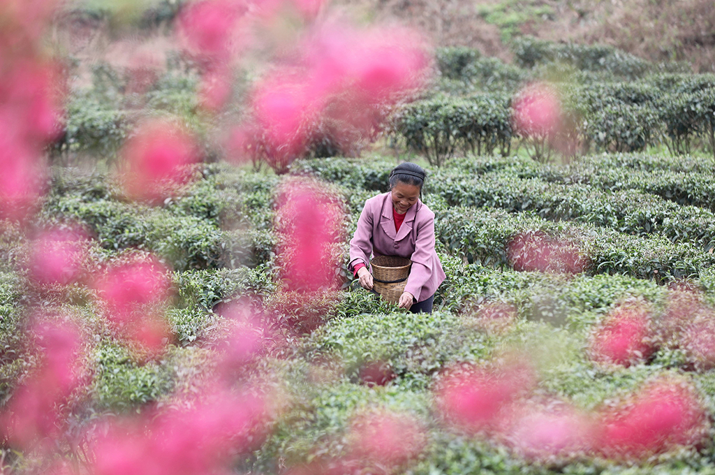 3月10日，一名婦女在廣西三江侗族自治縣和平鄉板六村採摘春茶。新華社發（龔普康攝）