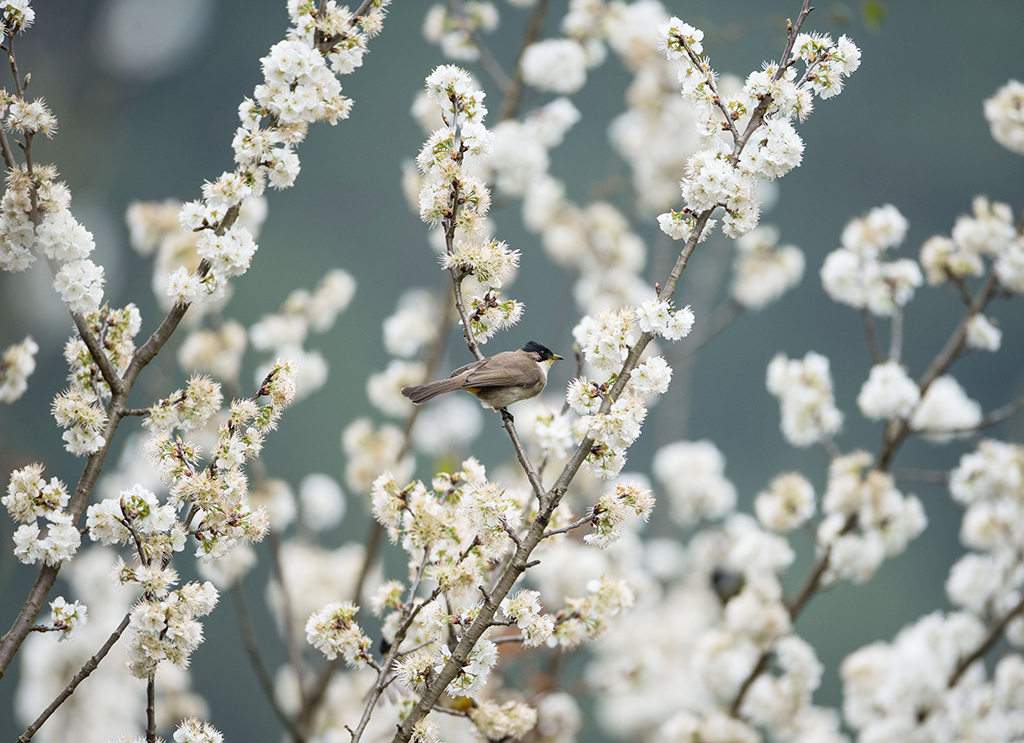 3月10日，在贵州省贵阳市小车河城市湿地公园，一只小鸟在花间停留。新华社发（邓刚摄）