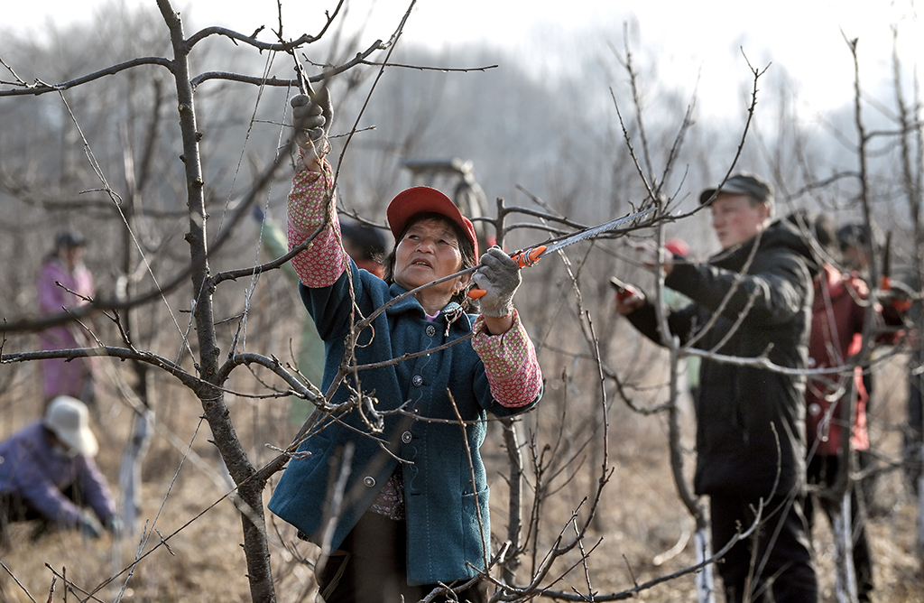 3月11日，技術員在陝西省洛南縣古城鎮千畝大櫻桃產業園為櫻桃樹整枝。新華社記者 陶明 攝