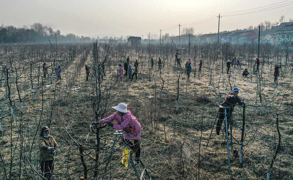 3月11日，技術員在陝西省洛南縣古城鎮千畝大櫻桃產業園為櫻桃樹整枝（無人機照片）。新華社記者 陶明 攝