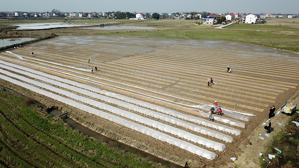 3月11日，在湖南省汨羅市屈子祠鎮，農民在田間忙碌（無人機照片）。新華社記者 陳振海 攝