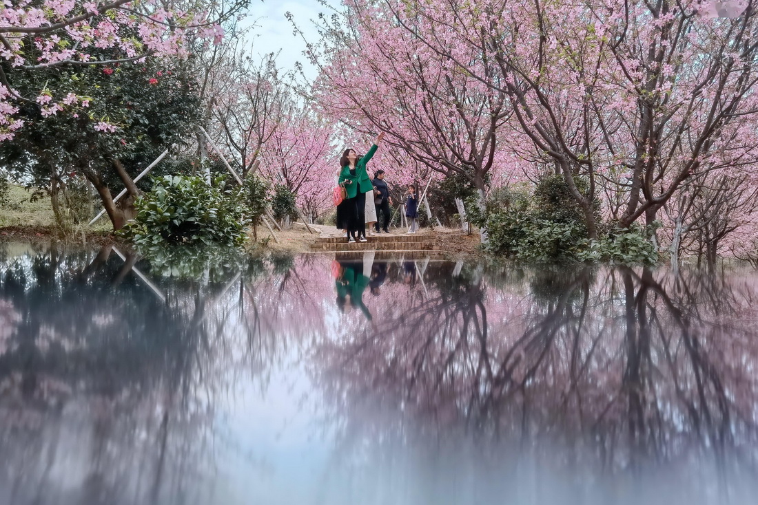 3月11日，人們在常寧市羅橋鎮櫻花園裡賞花。