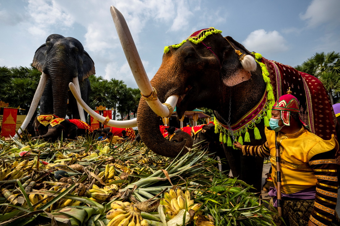 月13日，在泰國芭堤雅，大象在大象日慶祝活動上享用水果和蔬菜。