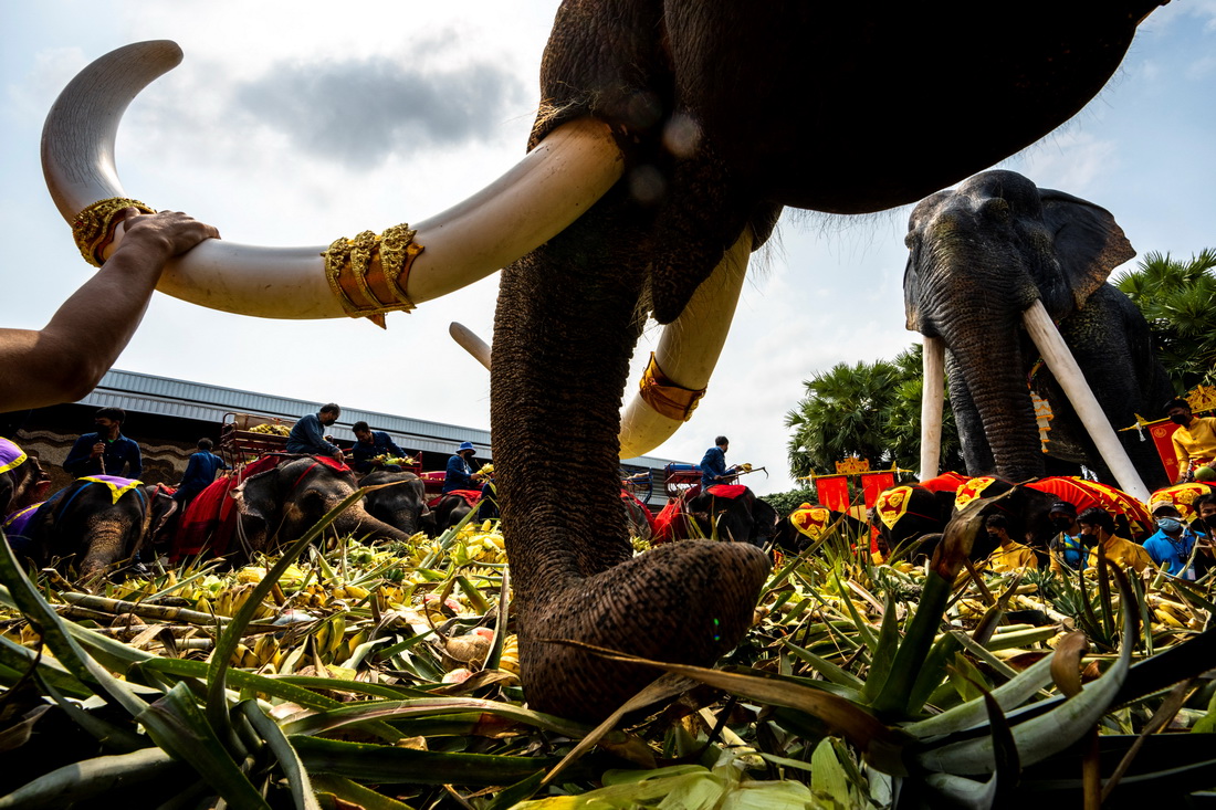 3月13日，在泰國芭堤雅，大象在大象日慶祝活動上享用水果和蔬菜。