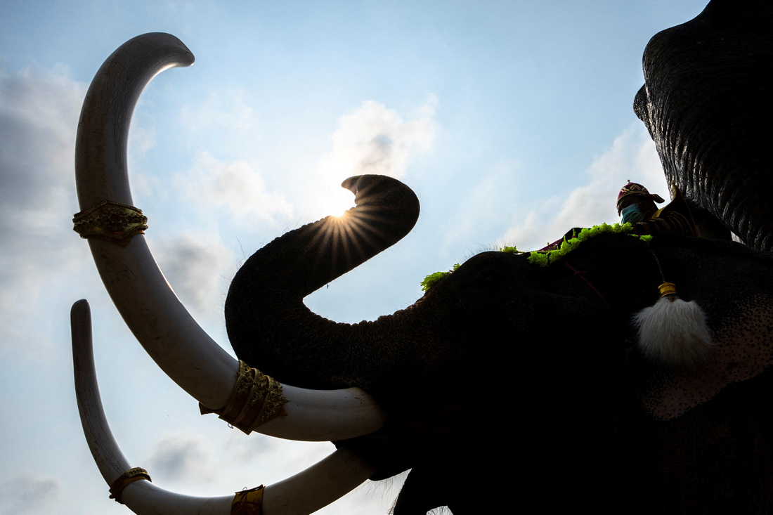 3月13日，在泰國芭堤雅，看象人和大象參加大象日慶祝活動。