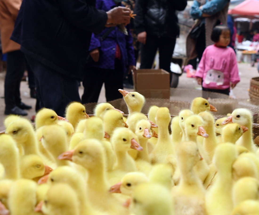 3月11日，在四川省南充市蓬安县河舒镇农贸市场，人们在选购小家禽。新华社发（刘永红摄）