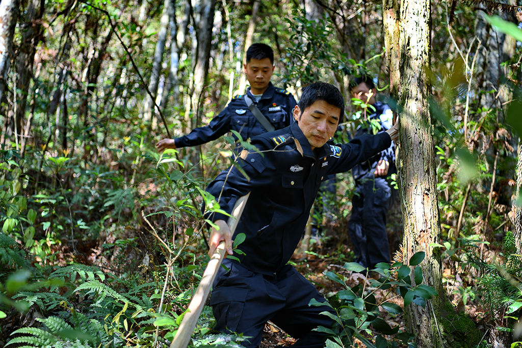 3月15日，武夷山國家公園執法人員在轄區林地巡查。新華社發（陳穎 攝）