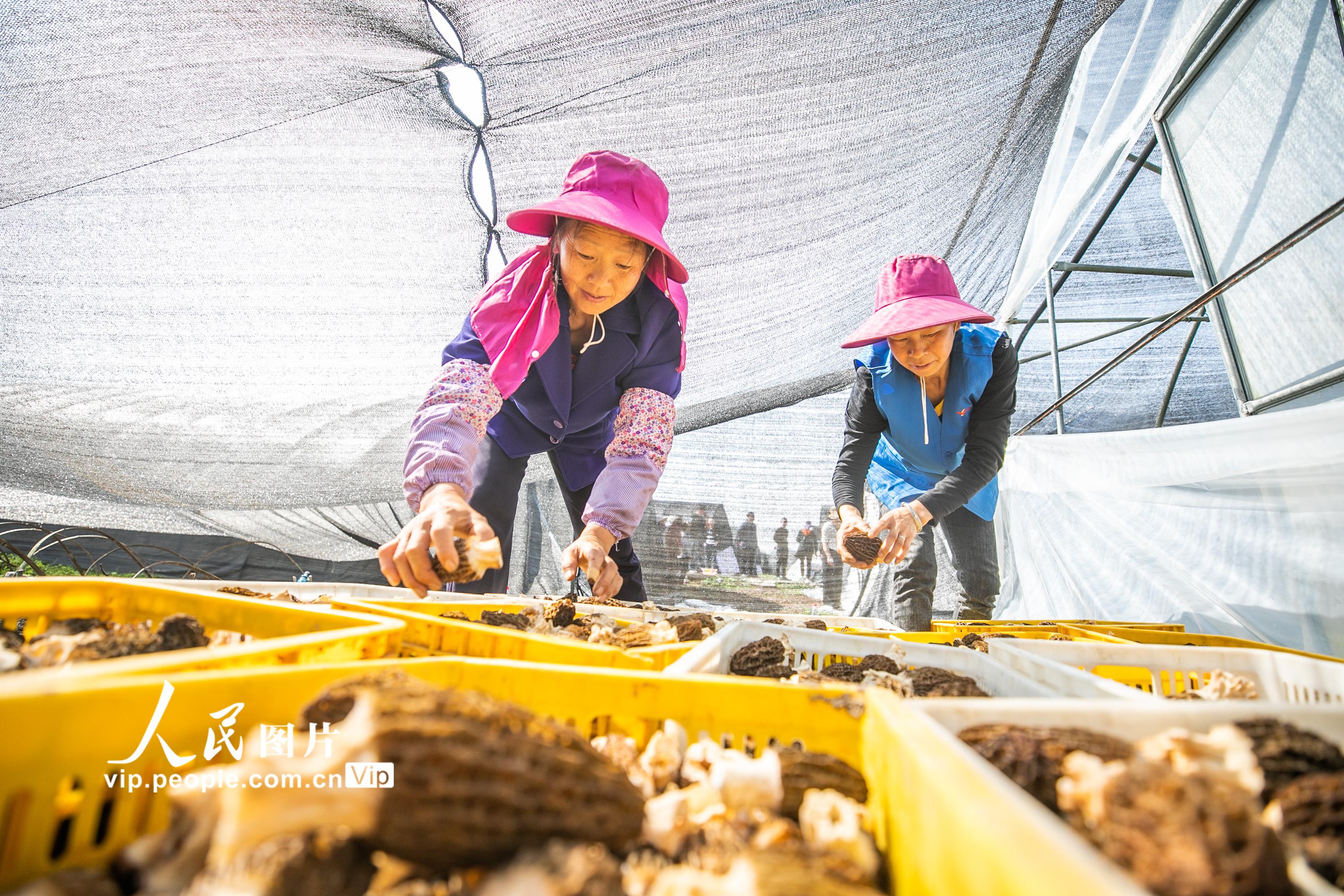 3月15日，贵州省毕节市七星关区小吉场镇德胜村村民正在分拣羊肚菌。