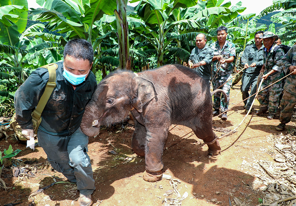工作人員在救助受傷的幼象“龍龍”（2021年7月攝）。新華社發