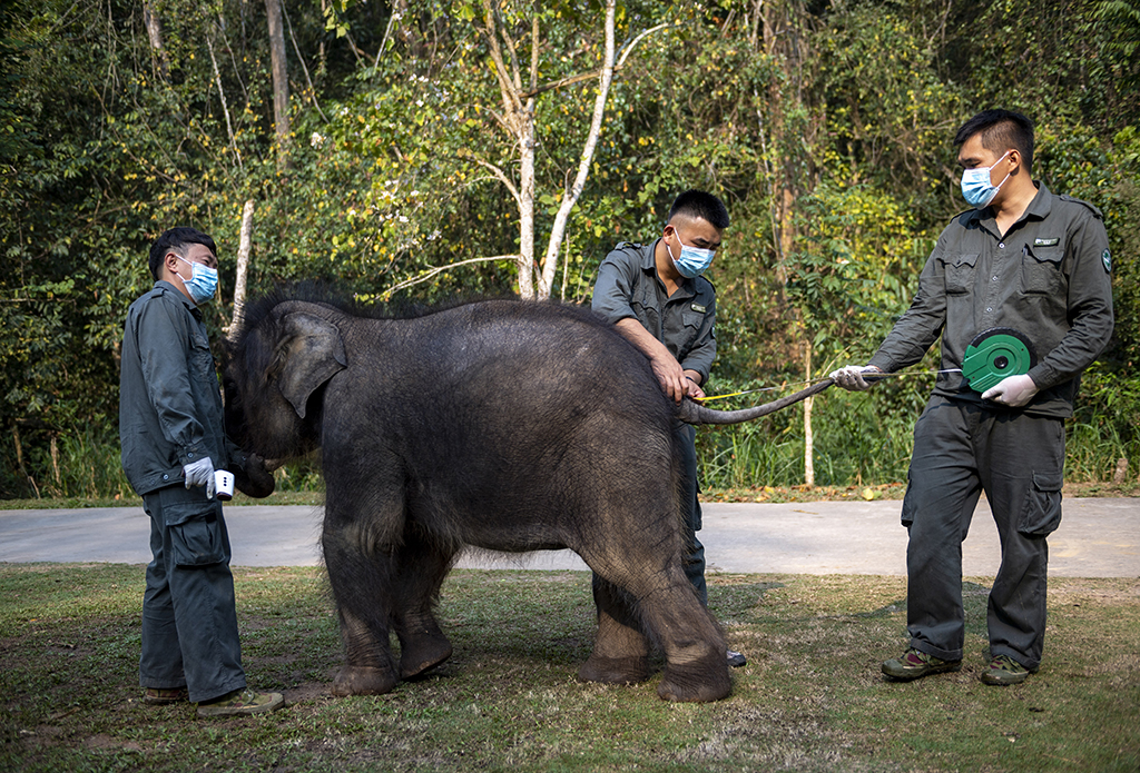 3月15日，許雲峰（左一）負責安撫，兩名“象爸爸”給“龍龍”進行例行體檢時測量小象的尾長。新華社記者 陳欣波 攝