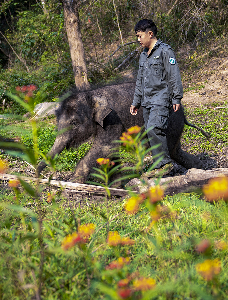 3月15日，野化訓練結束后，“象爸爸”許雲峰帶著“龍龍”返回。新華社記者 陳欣波 攝