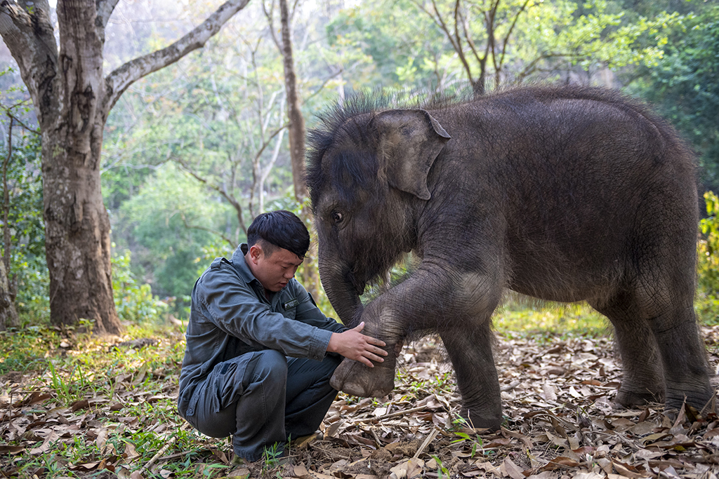 3月15日，“象爸爸”許雲峰在查看“龍龍”左前腿的恢復情況。新華社記者 陳欣波 攝