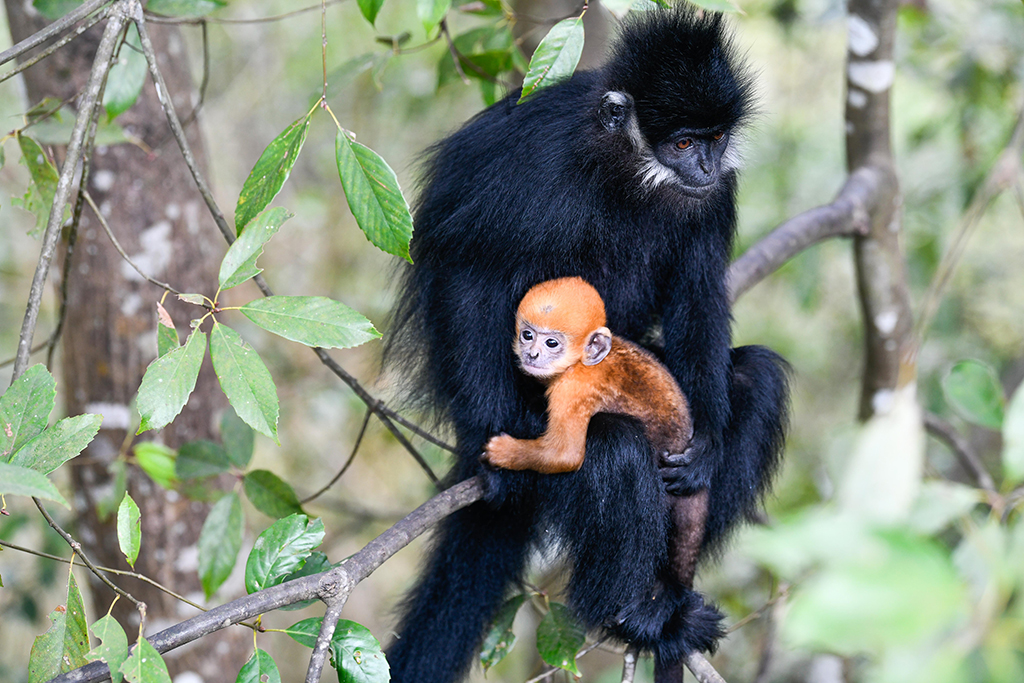 3月16日在贵州麻阳河国家级自然保护区拍摄的黑叶猴及幼崽。新华社记者 杨文斌 摄