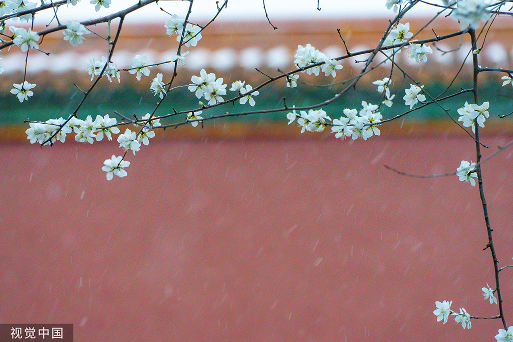 故宮筒子河邊，紅牆映襯下雪中的梨花別有一番韻味。宋宇攝（視覺中國）