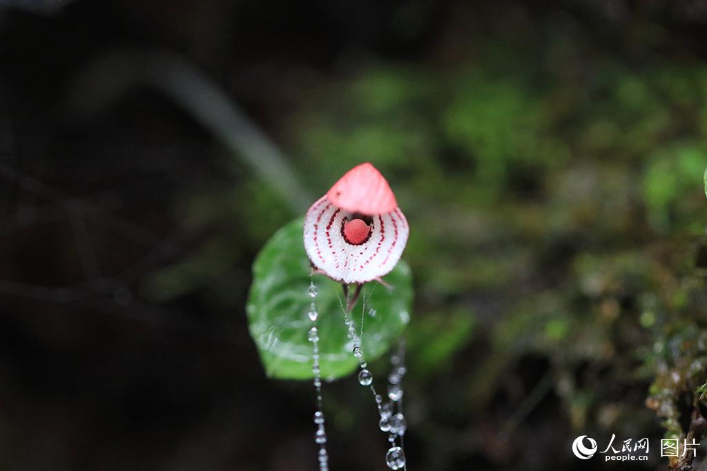 藏在深山裡的“厘米級”瀕危植物——大理鎧蘭【2】