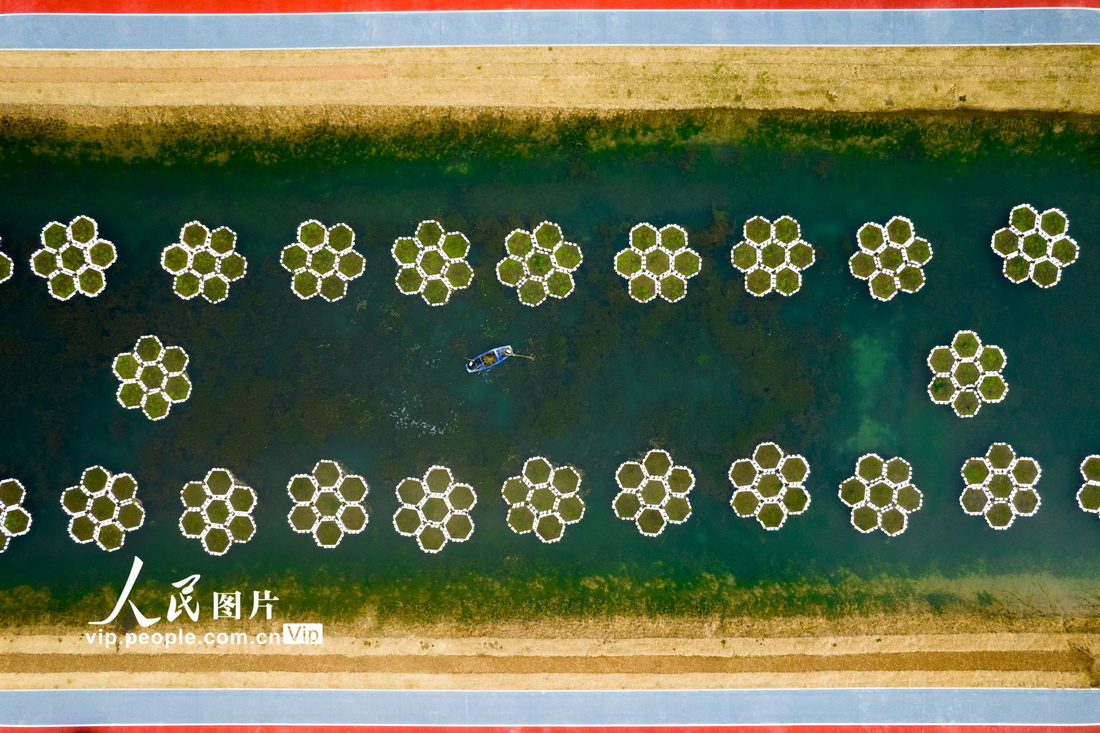 2022年3月19日，江蘇省宿遷市宿城區洋北街道河道管護人員對順堤河河道內水草雜物進行清理，固定水上生態浮島。