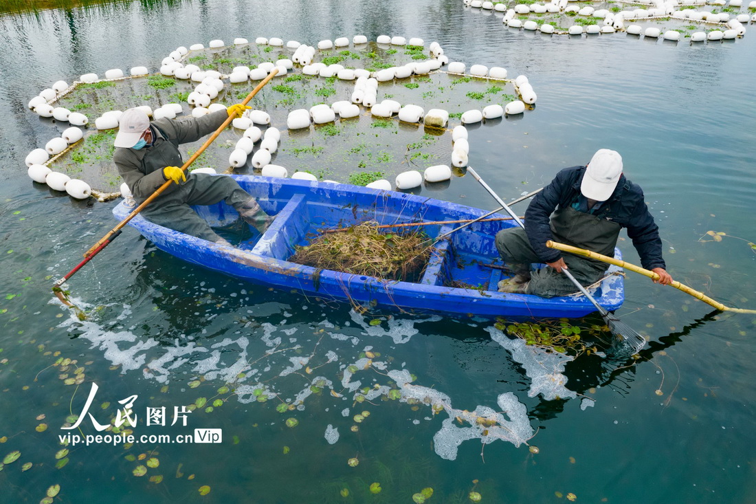 2022年3月19日，江蘇省宿遷市宿城區洋北街道河道管護人員對順堤河河道內水草雜物進行清理，固定水上生態浮島。