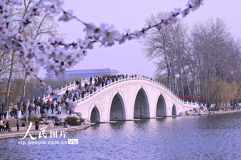 北京：玉渊潭公园樱花进入盛开季