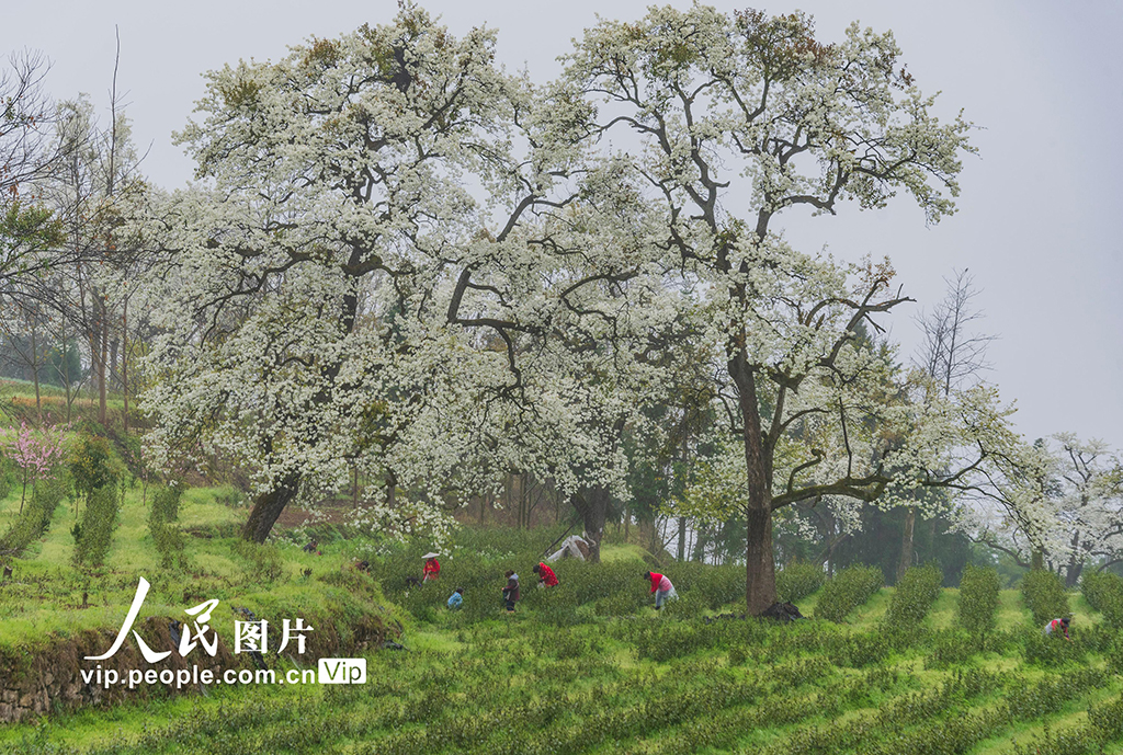 贵州印江：保护古梨树 春暖花满园