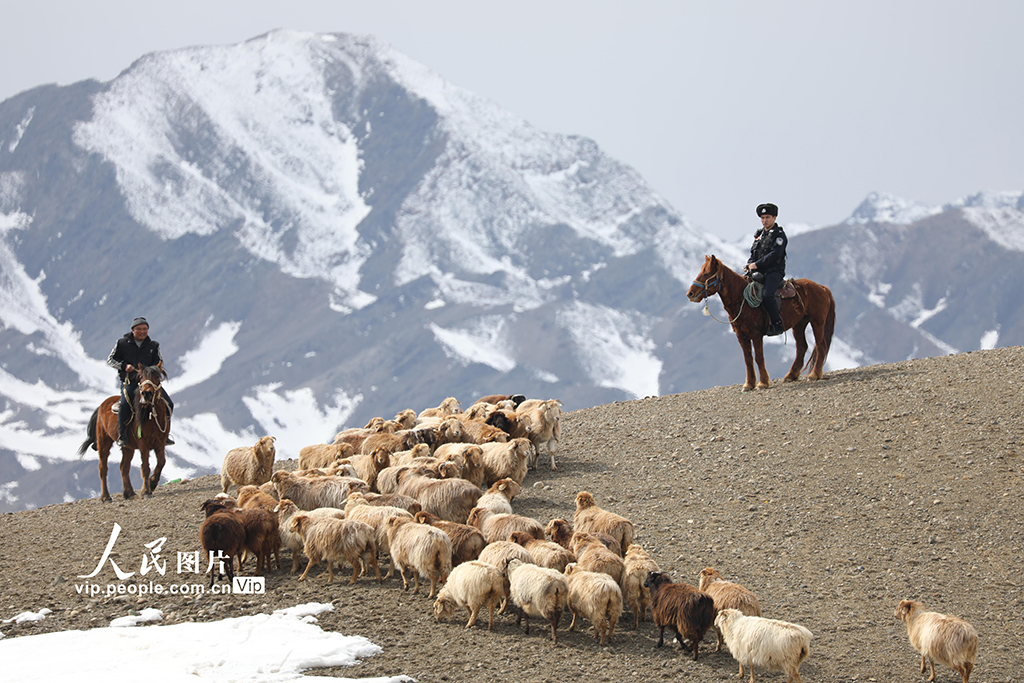 新疆青河：“牧羊人”小分队助力牧民转场