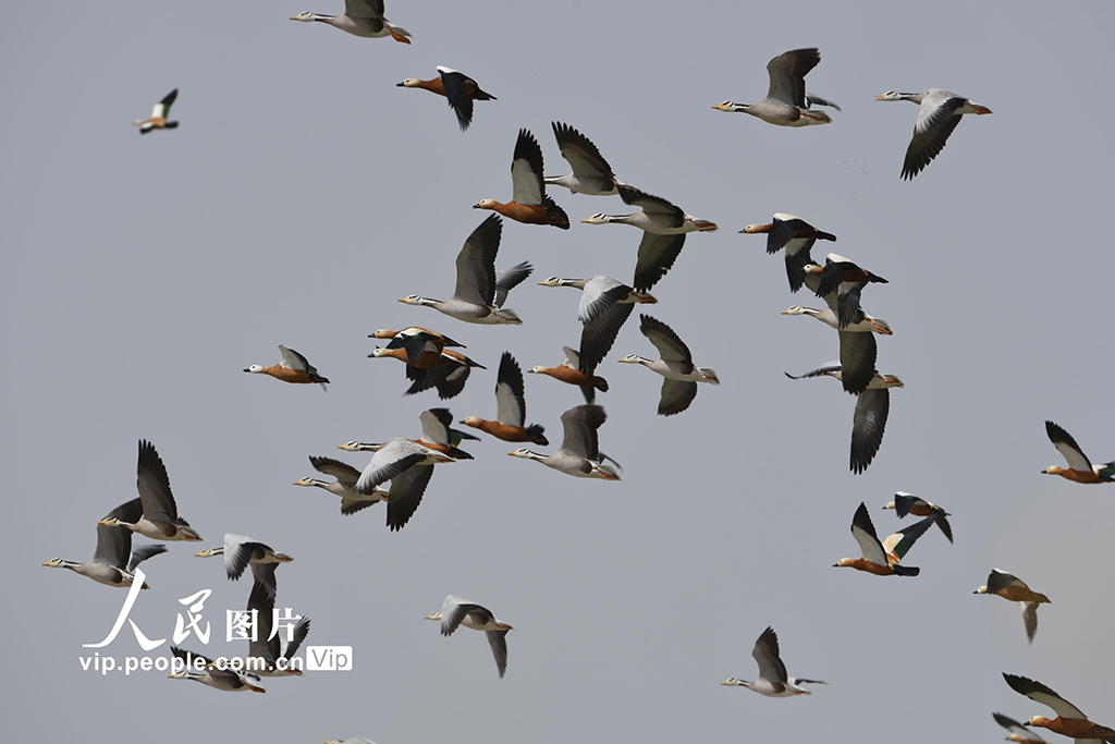 �����Ȫ����ѩ�ڻ� ����ۼ���5��