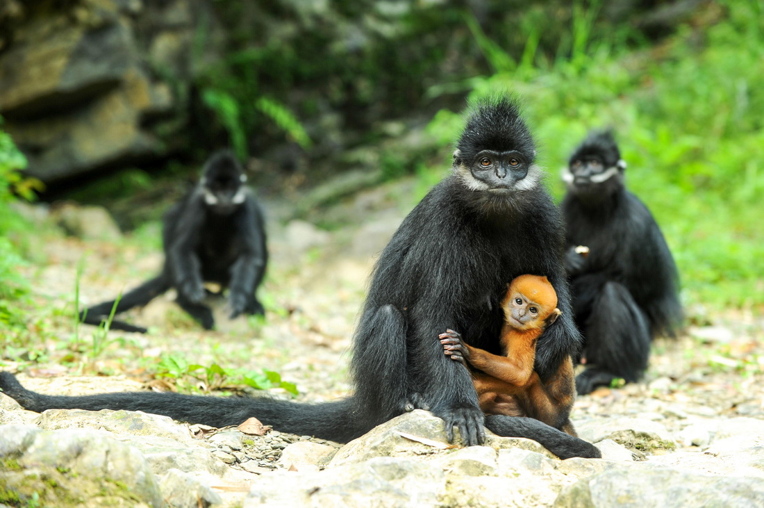 在貴州麻陽河國家級自然保護區生活的黑葉猴及幼崽（2018年5月17日攝）。