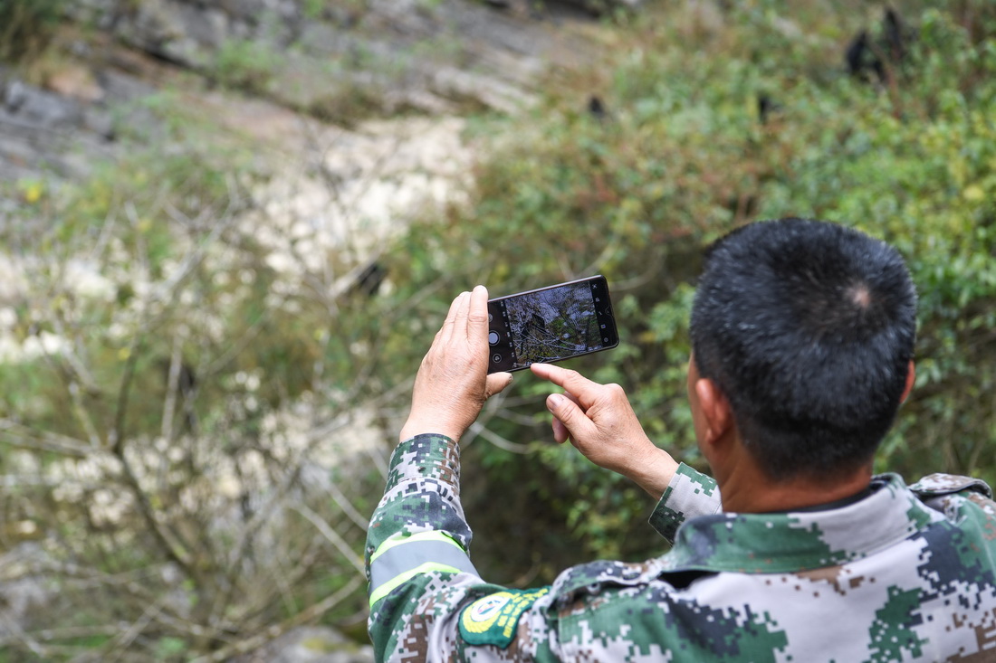 肖治金用手機記錄黑葉猴活動情況（3月17日攝）。