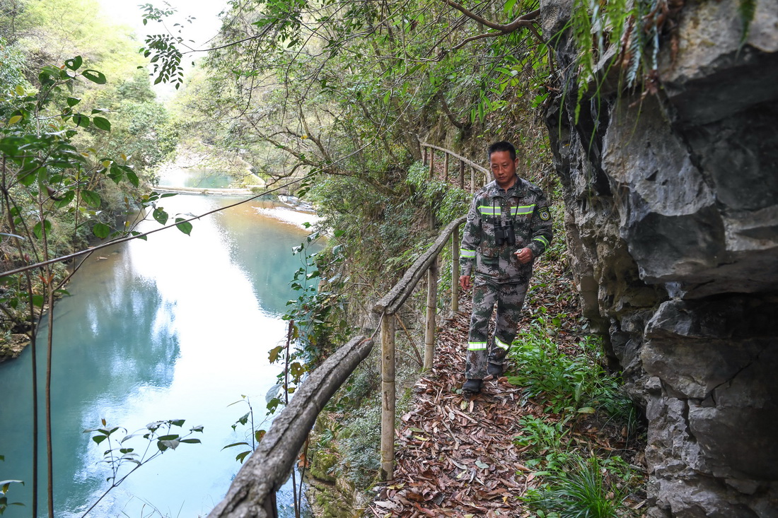 肖治金在貴州麻陽河國家級自然保護區巡山途中（3月17日攝）。