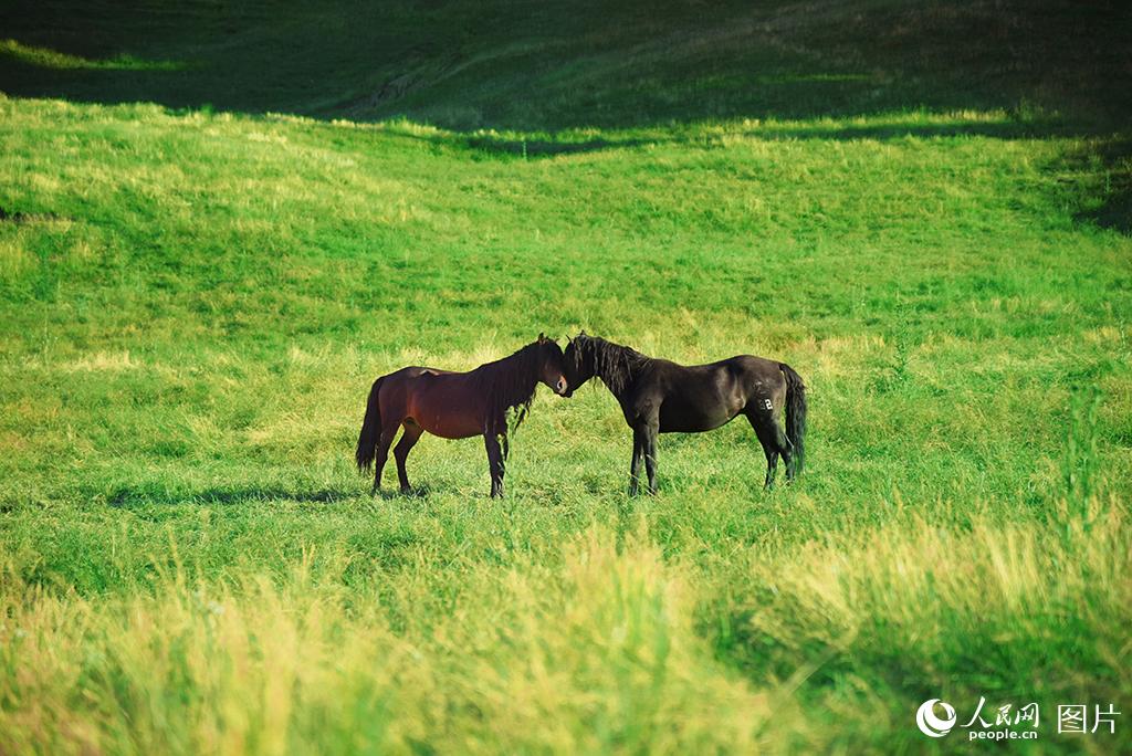 草原與馬