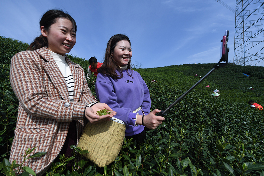 3月24日，在杭州市富陽區銀湖街道坑西村的茶山上，來自街道的志願者進行直播推介，幫助銷售本地特色春茶。新華社記者 徐昱 攝