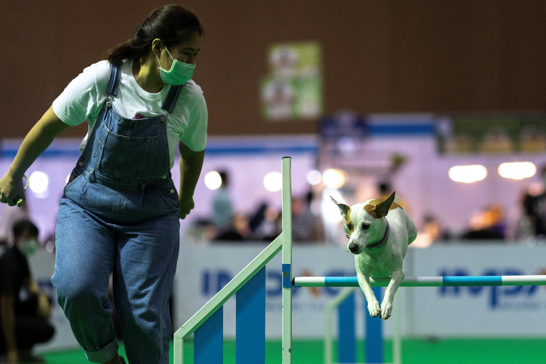 3月24日，一隻杰克羅素梗犬在泰國曼谷國際寵物博覽會上參加“靈敏”比賽。新華社/路透