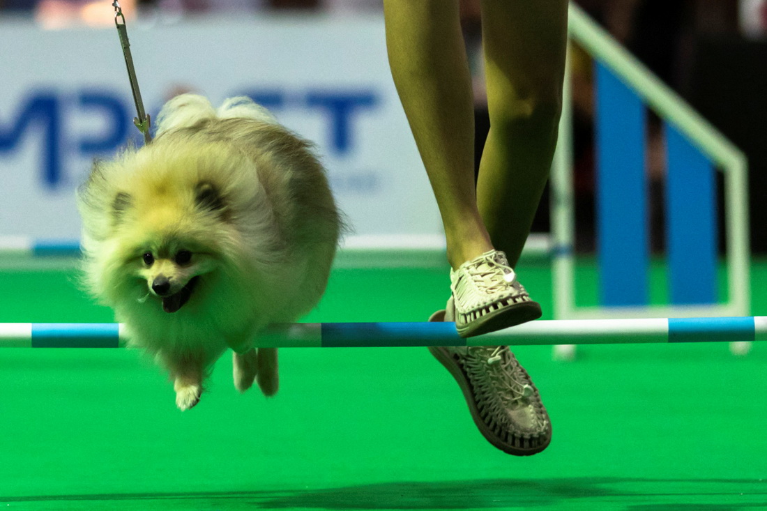 3月24日，一隻博美犬在泰國曼谷國際寵物博覽會上參加“靈敏”比賽。新華社/路透