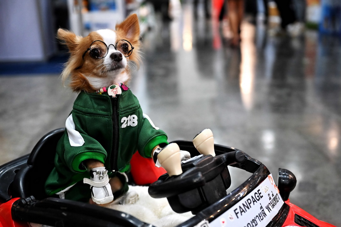 这是3月24日在泰国曼谷国际宠物博览会上拍摄的宠物犬。新华社/法新
