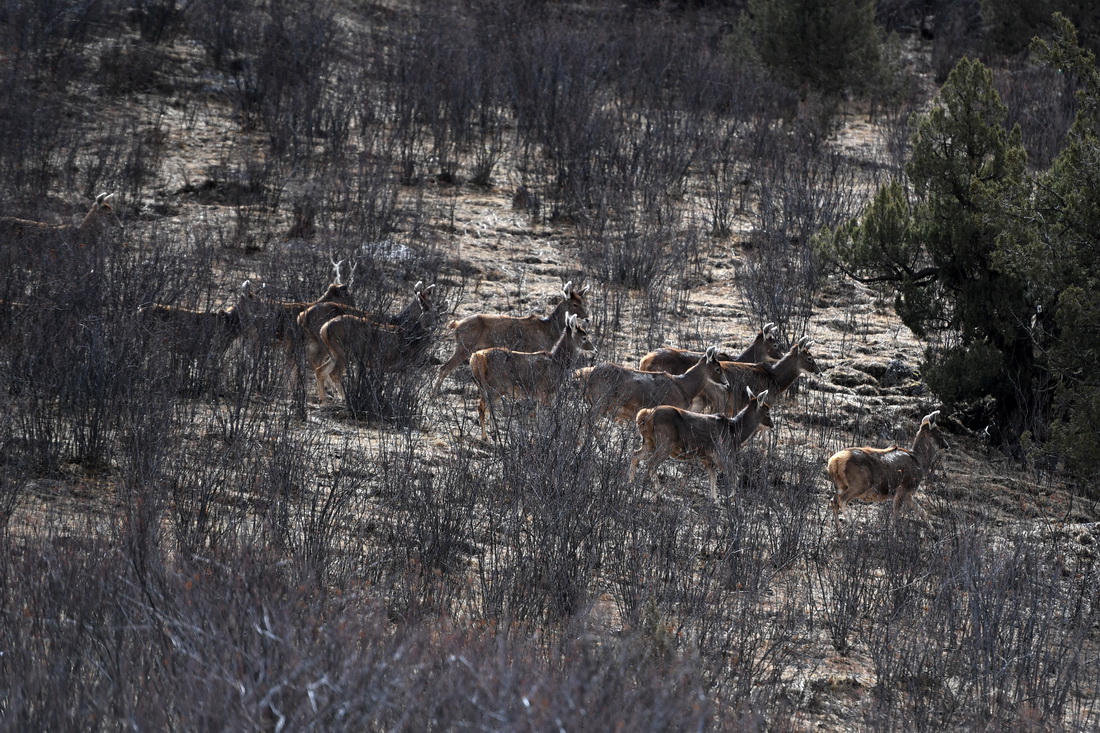 這是3月24日在三江源國家公園瀾滄江源園區內拍攝的野生白唇鹿群。