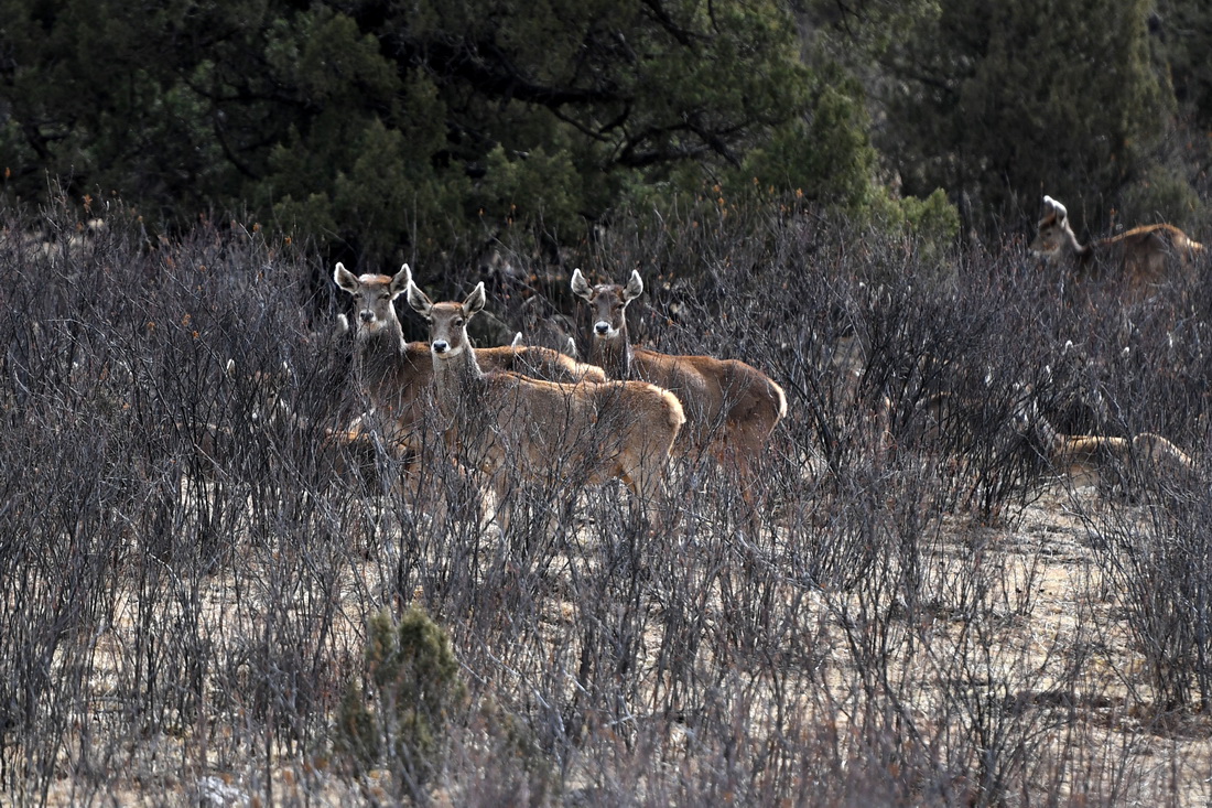 这是3月24日在三江源国家公园澜沧江源园区内拍摄的野生白唇鹿群。