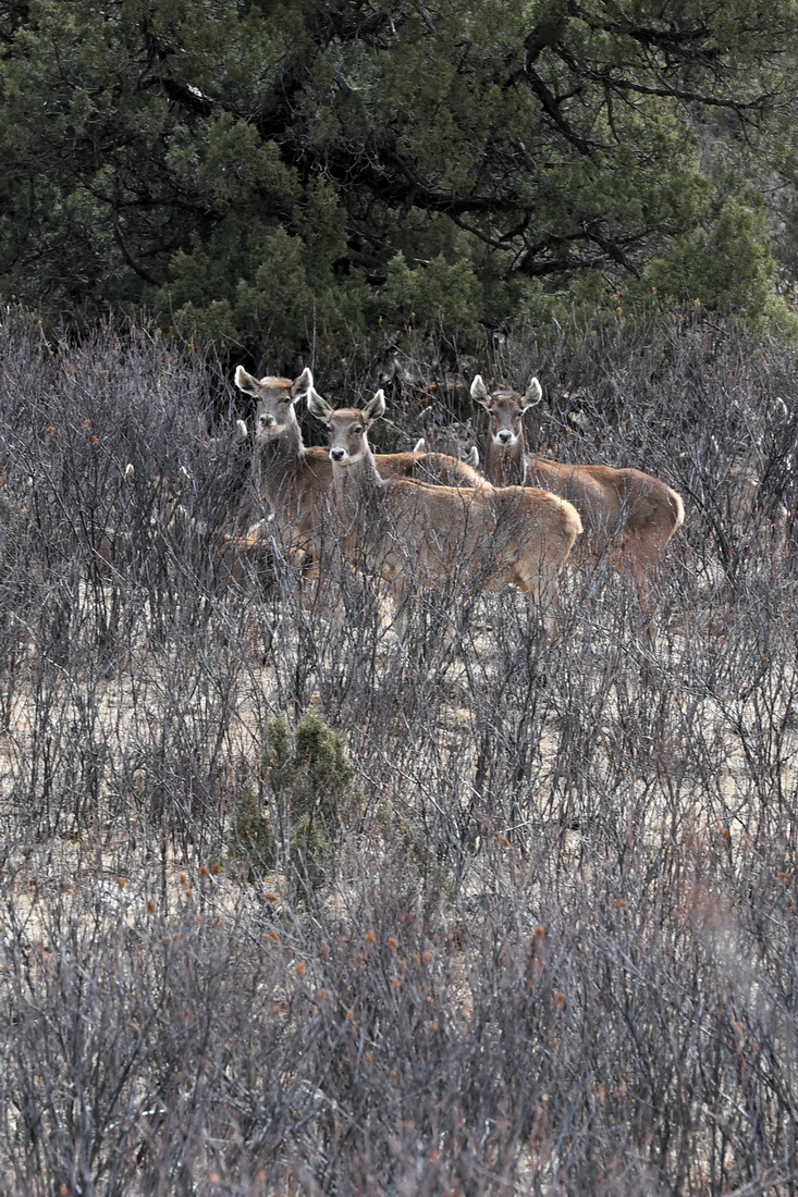 這是3月24日在三江源國家公園瀾滄江源園區內拍攝的野生白唇鹿群。