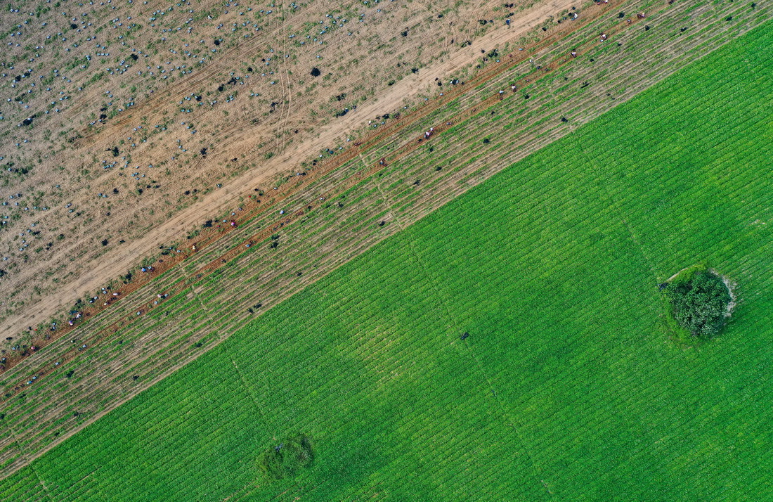 這是位於文昌市昌洒鎮的地瓜田（3月26日攝，無人機照片）。