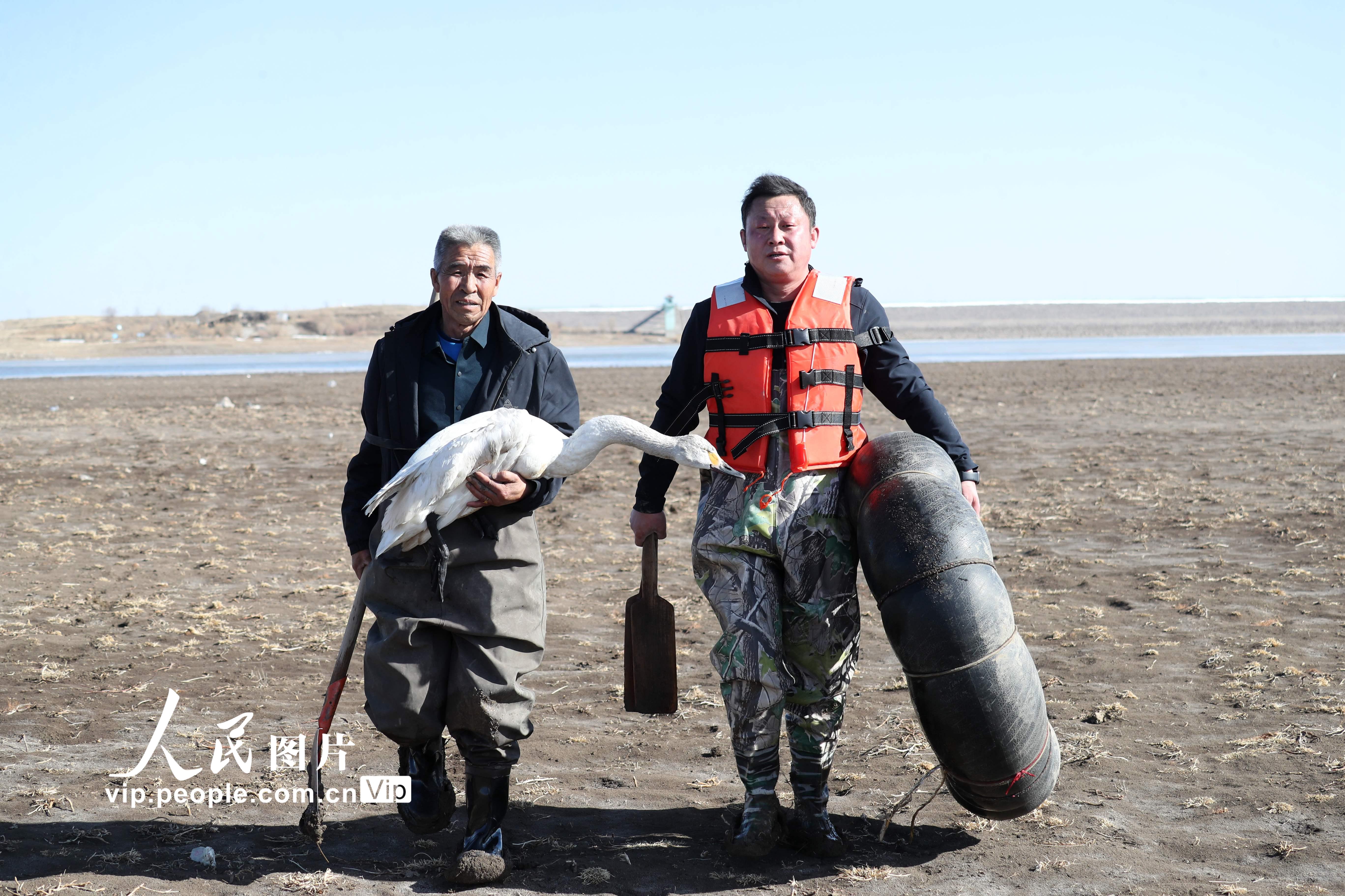 内蒙古乌兰察布市民一天救助两只大天鹅【6】