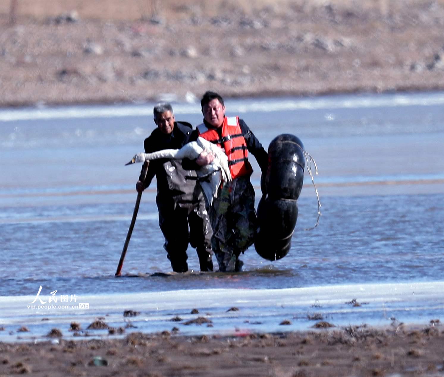 内蒙古乌兰察布市民一天救助两只大天鹅【2】