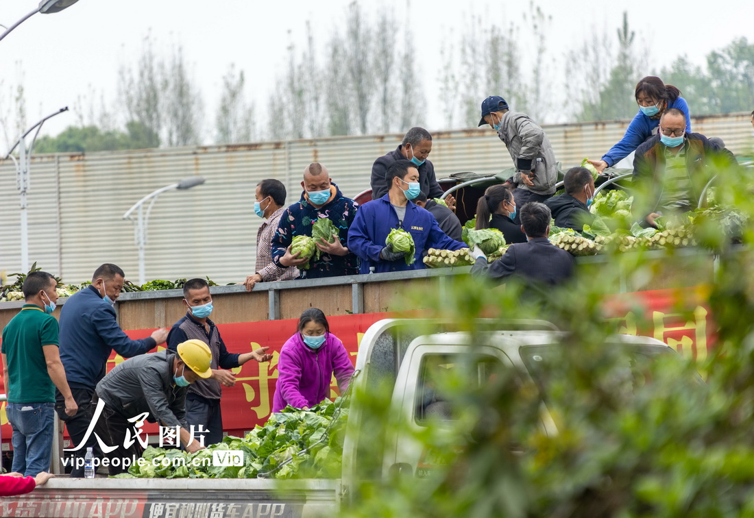 四川都江堰：120余噸蔬菜連夜運往上海【2】